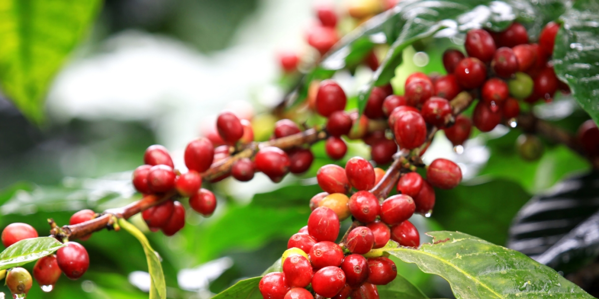 kona coffee photo