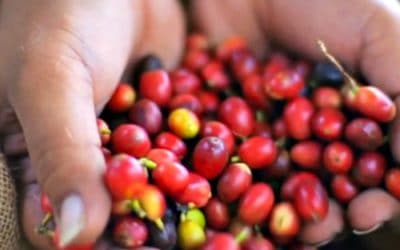 Farm to Cup, the Story of Lion Coffee