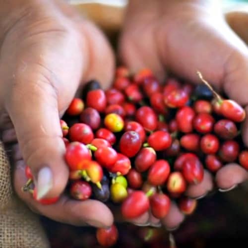 Farm to Cup, the Story of Lion Coffee