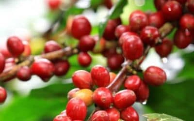 Kona Coffee – Why So Expensive?