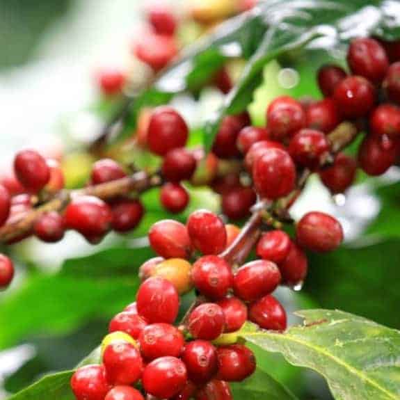 Kona Coffee – Why So Expensive?